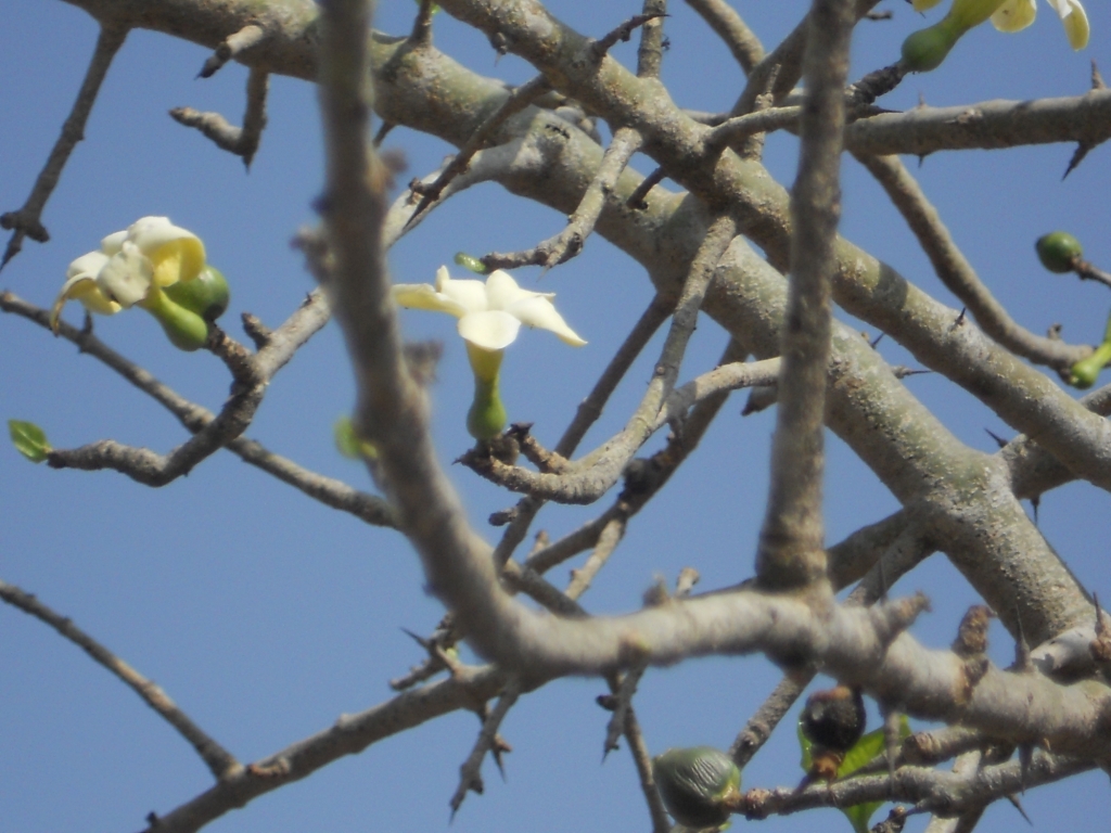Ceriscoides eFlora of India